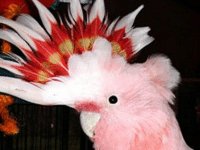 ZOOGLE