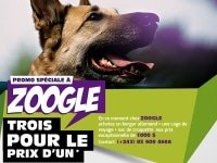 ZOOGLE