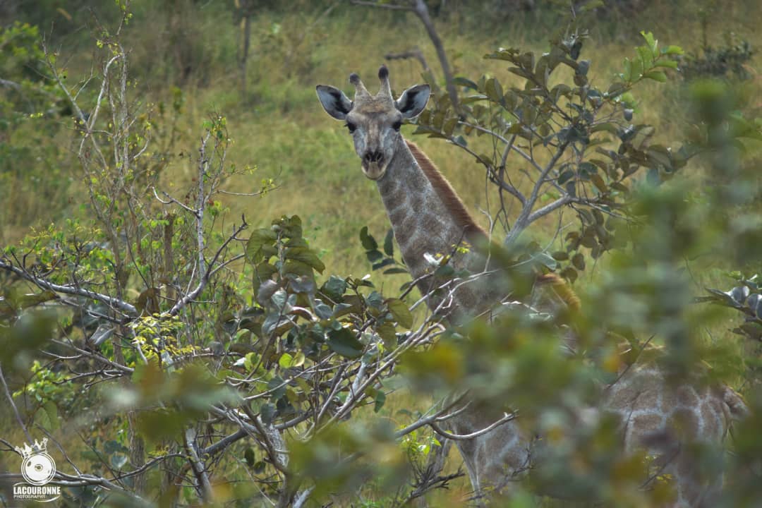 Twiga la girafe