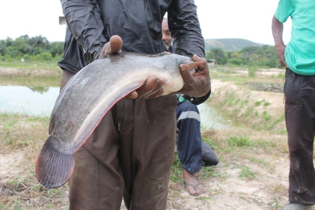 ETEC ENVIRONNEMENT Peche