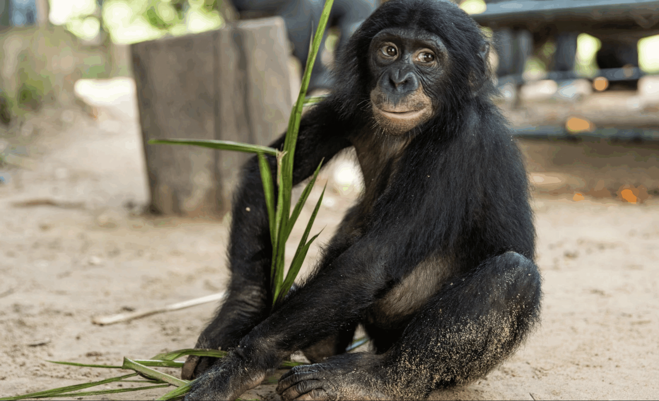 BONOBO